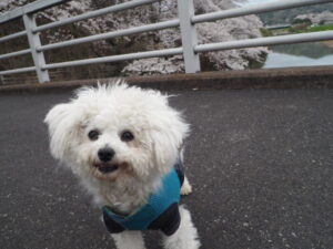 北郷公園周辺の桜と犬の写真です。