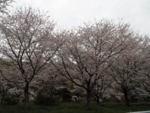 北郷公園周辺の桜の写真です。