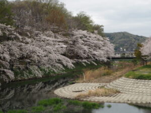 北郷公園周辺の桜の写真です。