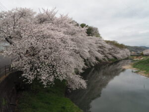 北郷公園周辺の桜の写真です。