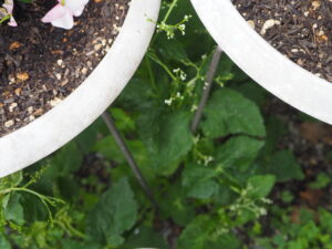 花の植木鉢の下で育つミツバの写真です。