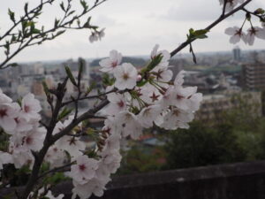 織姫公園の桜の写真です。