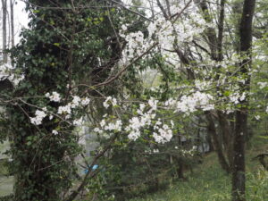 織姫公園の桜の写真です。