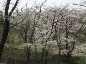 織姫公園の桜の写真です。