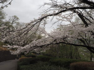 織姫公園の桜の写真です。