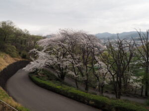 織姫公園の桜の写真です。