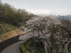 織姫公園の桜の写真です。