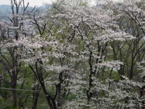 織姫公園の桜の写真です。