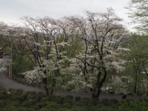 織姫公園の桜の写真です。