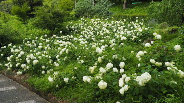 織姫公園のアジサイの写真です。