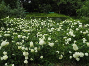 織姫公園のアジサイの写真です。