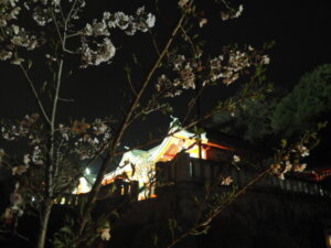 足利織姫神社の夜桜の写真です。