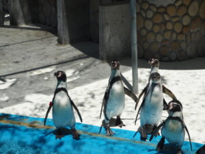 桐生が岡動物園のペンギンの写真です。