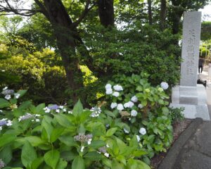 織姫神社の社号標とアジサイの写真です。