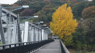 渡良瀬橋と紅葉したイチョウの写真です。