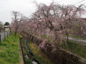 足利しだれ桜さんぽ道の桜の写真です。