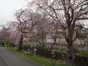 足利しだれ桜さんぽ道の桜の写真です。