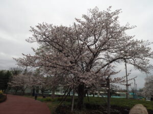 足利しだれ桜さんぽ道の桜の写真です。