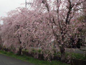 足利しだれ桜さんぽ道の桜の写真です。