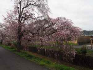 足利しだれ桜さんぽ道の桜の写真です。