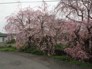 足利しだれ桜さんぽ道の桜の写真です。