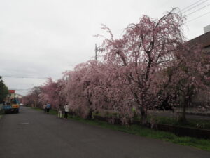 足利しだれ桜さんぽ道の桜の写真です。