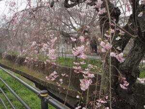 足利しだれ桜さんぽ道の桜の写真です。