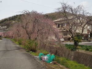 足利しだれ桜散歩道の写真です。