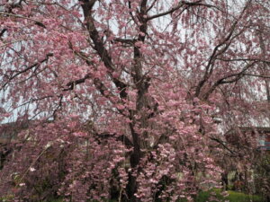 足利しだれ桜散歩道の写真です。