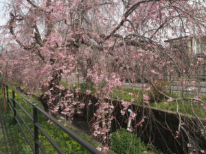 足利しだれ桜散歩道の写真です。