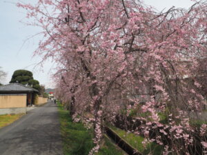 足利しだれ桜散歩道の写真です。