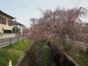 足利しだれ桜散歩道の写真です。