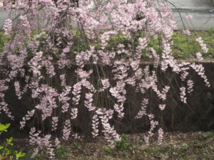 足利しだれ桜散歩道の写真です。