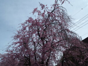 足利しだれ桜散歩道の写真です。