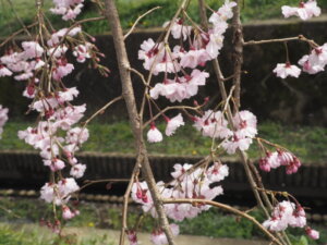 足利しだれ桜散歩道の写真です。