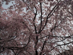 足利しだれ桜散歩道の写真です。