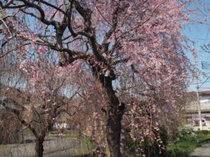 しだれ桜散歩道の写真です。