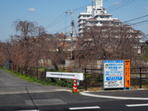 しだれ桜散歩道の写真です。