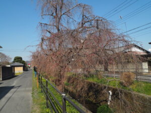 しだれ桜散歩道の写真です。