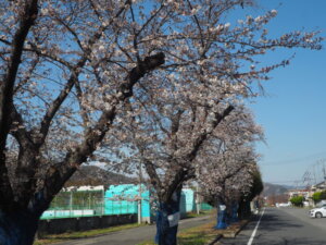 しだれ桜散歩道の写真です。