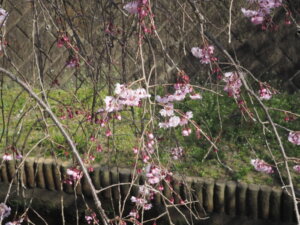 しだれ桜散歩道の写真です。