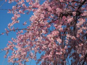 しだれ桜散歩道の写真です。