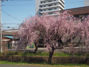 しだれ桜散歩道の写真です。