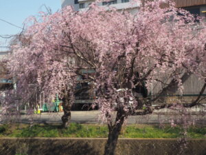 しだれ桜散歩道の写真です。