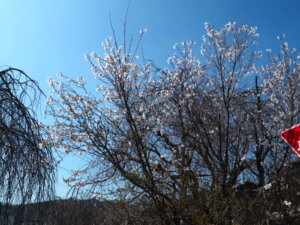 しだれ桜散歩道の写真です。