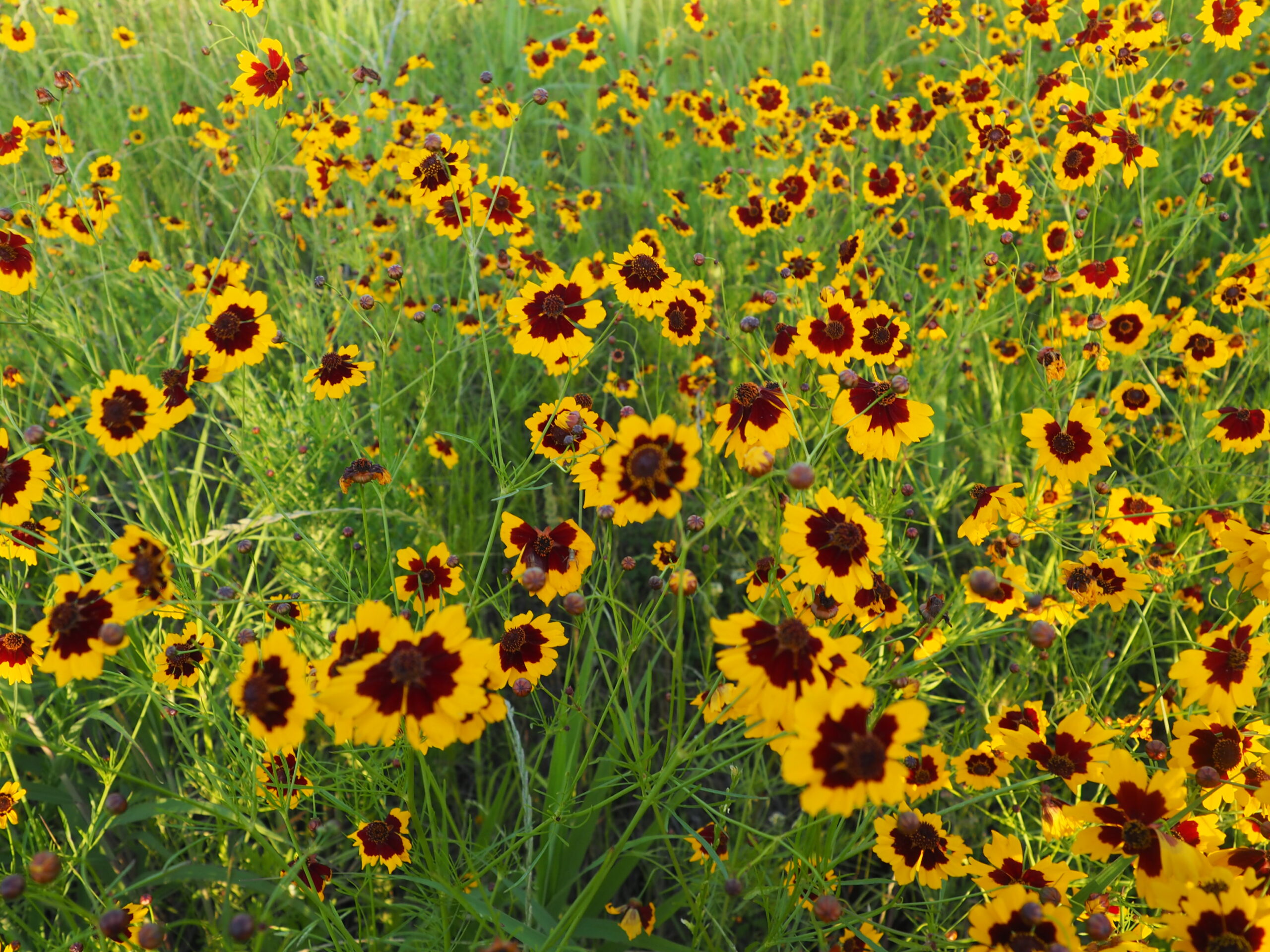 渡良瀬橋の下で咲く野生の花の写真です。