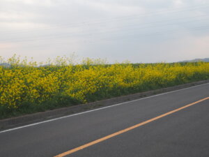 五十部運動公園前の菜の花の写真です。