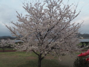 五十部運動公園前の桜の写真です。