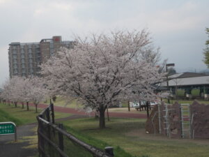 五十部運動公園前の桜の写真です。