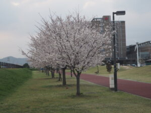 五十部運動公園前の桜の写真です。